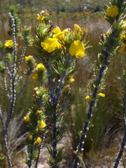 Aspalathus acanthes