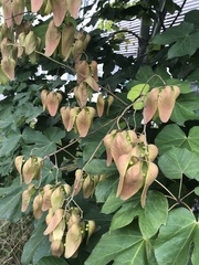 Firmiana simplex
