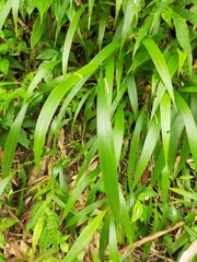 Setaria plicata