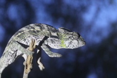 Furcifer verrucosus