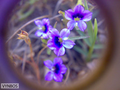 Monopsis debilis debilis