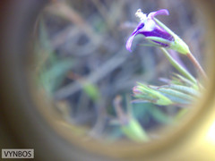 Monopsis debilis debilis