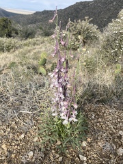 Delphinium wootonii