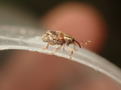 Lignyodes bischoffi