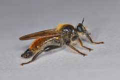 Laphria flava