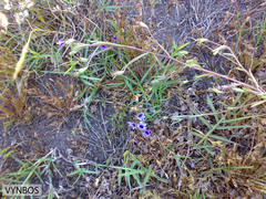 Monopsis debilis debilis