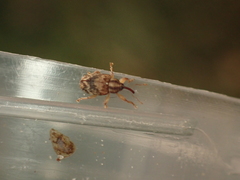 Lignyodes bischoffi