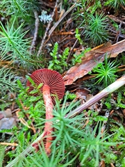 Cortinarius sanguineus