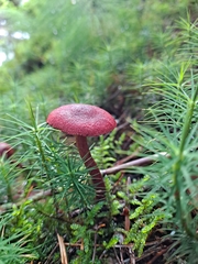 Cortinarius sanguineus