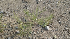 Corispermum americanum