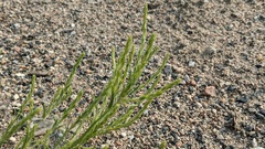 Corispermum americanum
