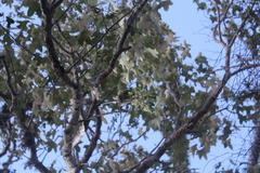 Microcebus murinus