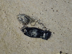 Haploblepharus pictus