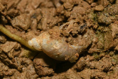 Succinella oblonga