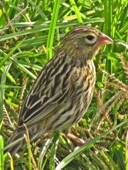 Euplectes capensis capensis