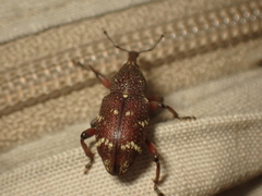 Hylobius transversovittatus