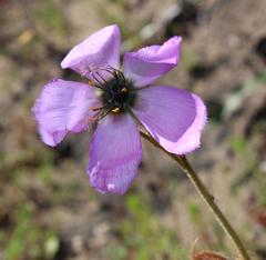 Drosera pauciflora