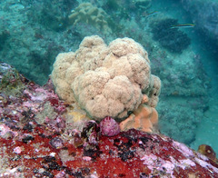 Dendronephthya australis