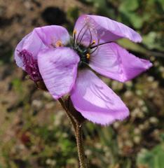 Drosera pauciflora