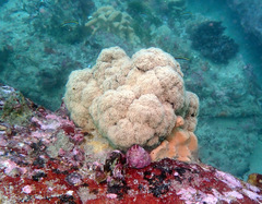 Dendronephthya australis