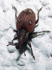 Graptus kaufmanni