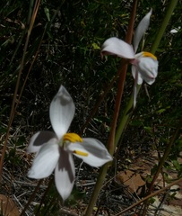 Cyanella alba alba