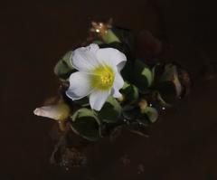 Oxalis natans