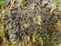 Peltigera dolichorhiza