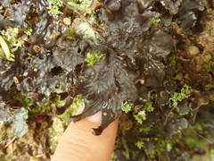 Peltigera dolichorhiza