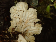Peltigera dolichorhiza
