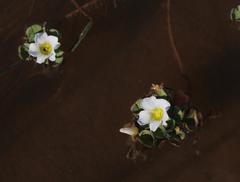 Oxalis natans