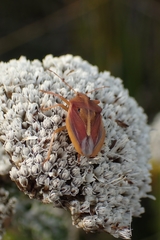 Tropicorypha bifida