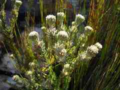 Phylica nigromontana