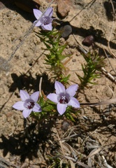 Wahlenbergia oxyphylla