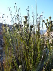 Phylica nigromontana