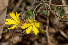 Hibbertia empetrifolia radians