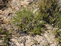 Wahlenbergia oxyphylla