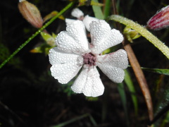 Microbotryum lychnidis-dioicae