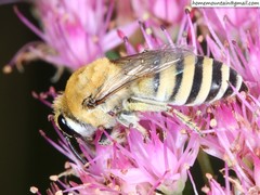 Colletes alini