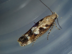 Caryocolum marmorea