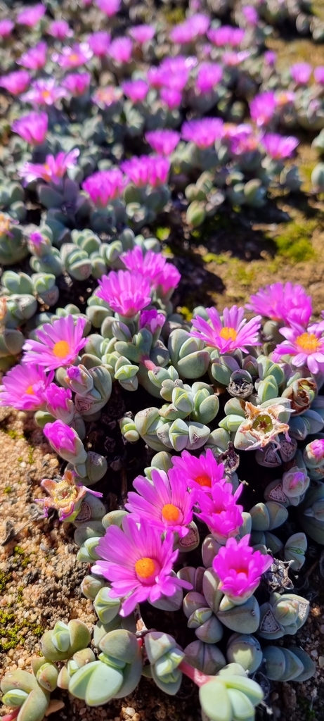 Mesembryanthemum maximiliani Dinter & Schwantes