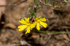 Hibbertia empetrifolia radians