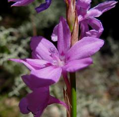Watsonia marginata