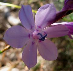 Watsonia marginata