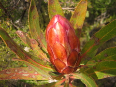 Protea susannae