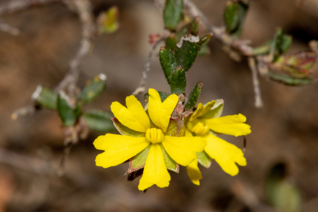 Scrambling Guinea-flower