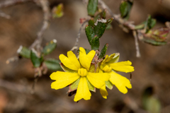 Hibbertia empetrifolia radians