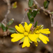 Hibbertia radians - Photo (c) Tim Hammer,  זכויות יוצרים חלקיות (CC BY-NC), הועלה על ידי Tim Hammer
