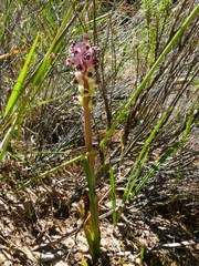 Lachenalia membranacea