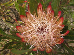 Protea susannae